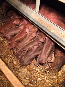 Litters