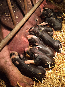Litters