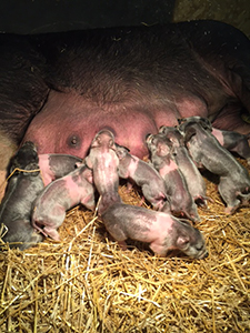 Litters